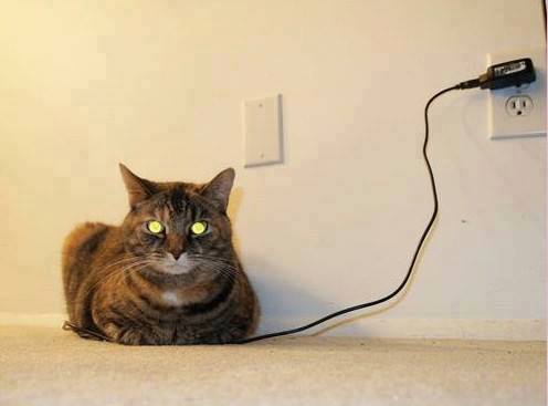 pisica electrica.jpg